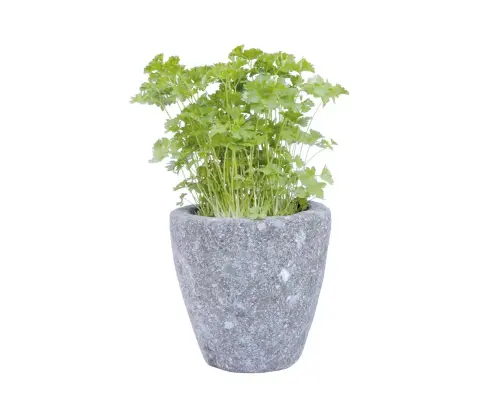 Artikelbild des Artikels “Pflanzgefäß (Kräutertopf), rund, glatt, konkav, 16 cm “