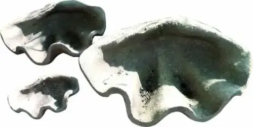 Artikelbild des Artikels “Muscheldeko, 50 cm lang, Größe M “