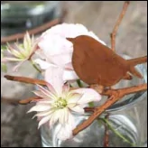 Product image of the product “Amsel ”