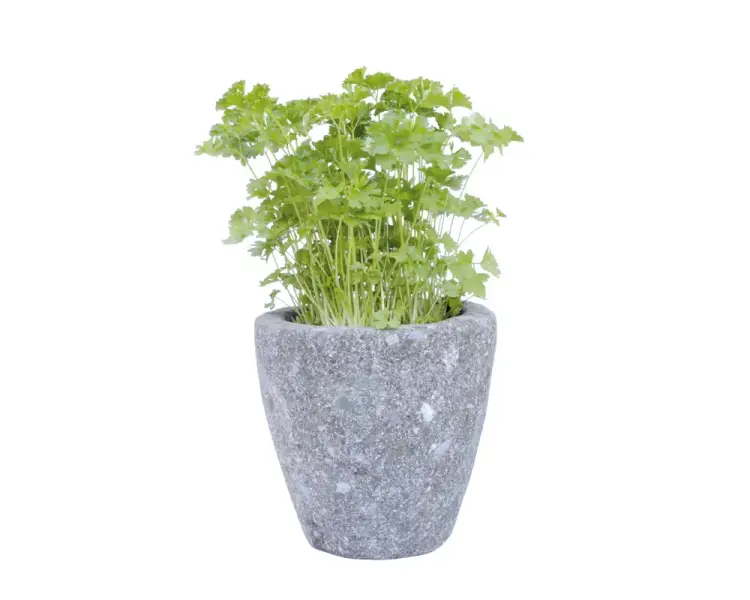 Artikelbild 1 des Artikels “Pflanzgefäß (Kräutertopf), rund, glatt, konkav, 16 cm “