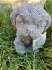 Artikelbild 2 des Artikels “Hund, kleiner Welpe 