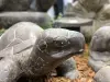 Artikelbild 2 des Artikels “Schildkröte, ca. 33 cm “