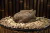 Artikelbild 2 des Artikels “Fisch als Wasserspeier, 45 cm “