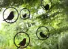 Product image 2 of the product “Amsel ”
