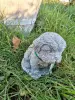 Artikelbild 3 des Artikels “Hund, kleiner Welpe 