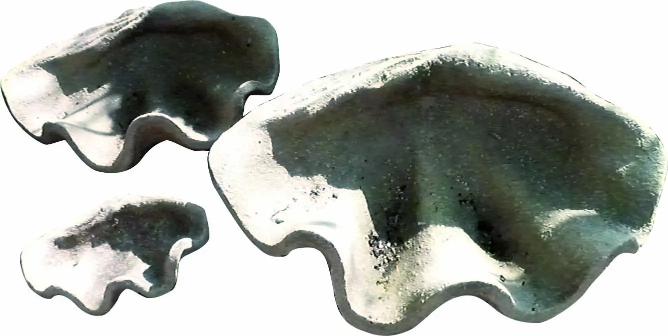 Artikelbild 1 des Artikels “Muscheldeko, 30 cm, fossil “