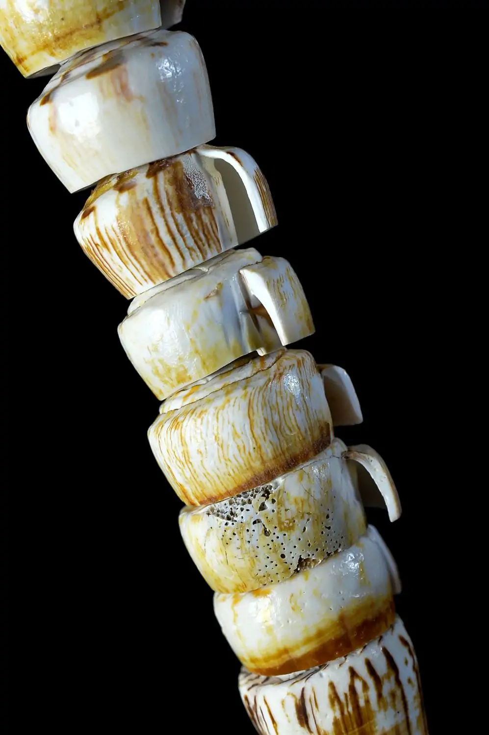 Artikelbild 2 des Artikels “Muschel-Ornament “